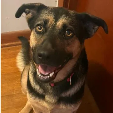 An adult medium-sized female Shepherd dog named CT Phoenix for adoption in Eastford, CT