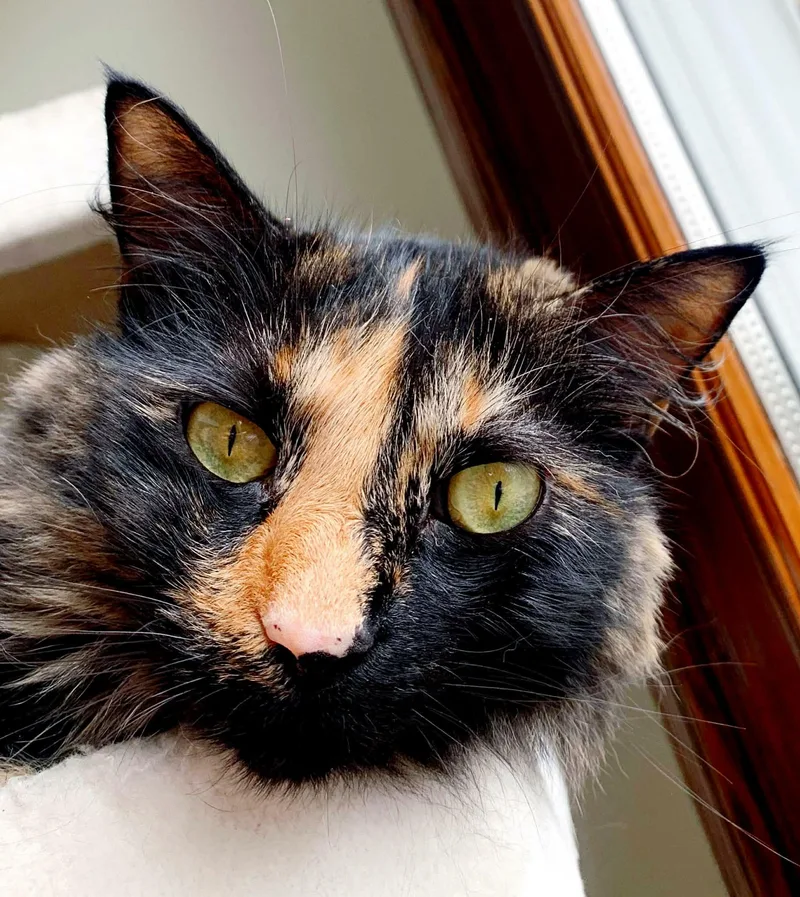 An adult medium-sized female Tortoiseshell Tortoiseshell cat named Kiki for adoption in Pittsburgh, PA