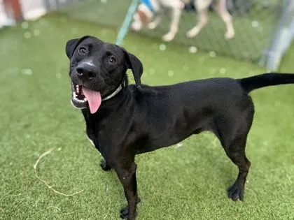 An adult medium-sized male Retriever dog named Jorts for adoption in Gainesville, FL