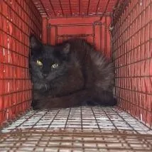 Cat thumbnail 2