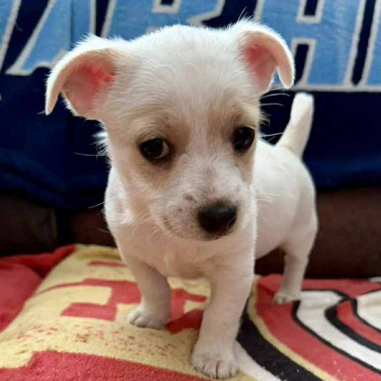 A baby small-sized male Terrier dog named Duncan for adoption in Hillsborough , NC