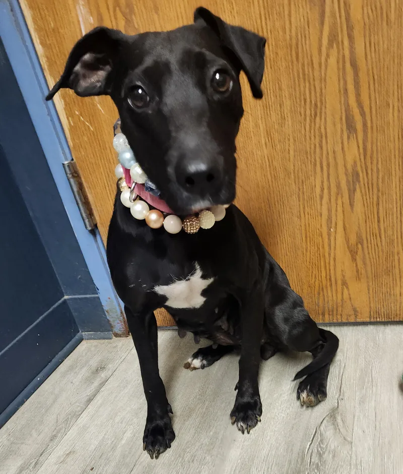 A young small-sized female Black Terrier dog named Rudabega for adoption in Mansfield, OH