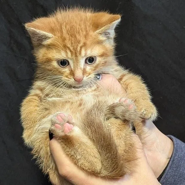 A baby small-sized male Orange / Red Domestic Short Hair cat named Sunset for adoption in Johnstown, PA