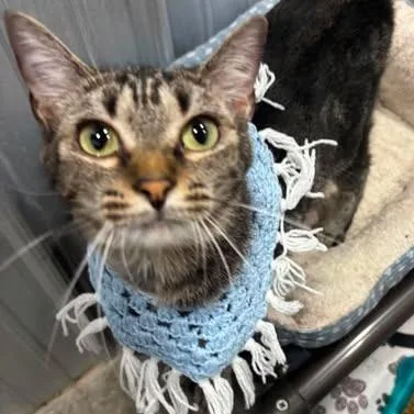An adult medium-sized female Brown / Chocolate Domestic Short Hair cat named Olga for adoption in Washington, DC