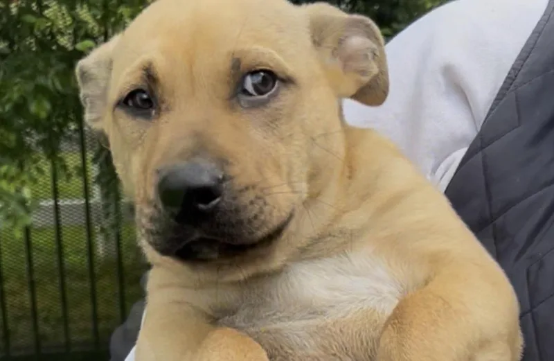 A baby medium-sized male Golden Pit Bull Terrier dog named Rummy for adoption in Woodland, CA