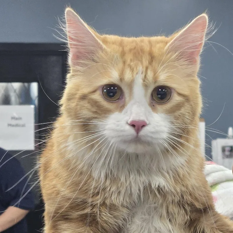 An adult large-sized male Orange / Red Domestic Short Hair cat named Roadie for adoption in Newark, NJ