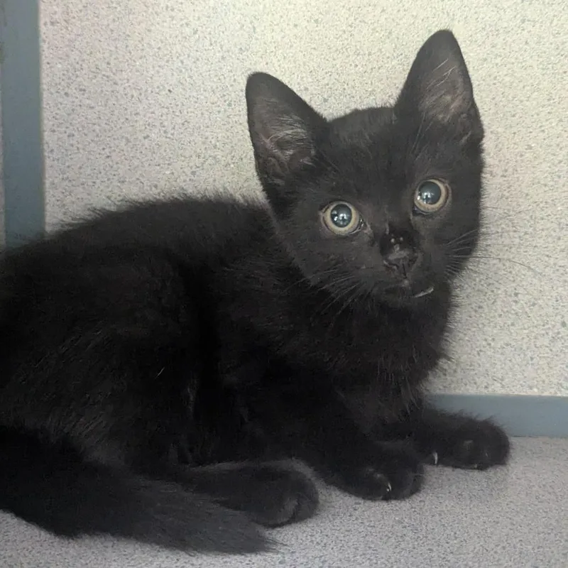 A baby small-sized male Black Domestic Short Hair cat named Berry Blast for adoption in Evansville, IN