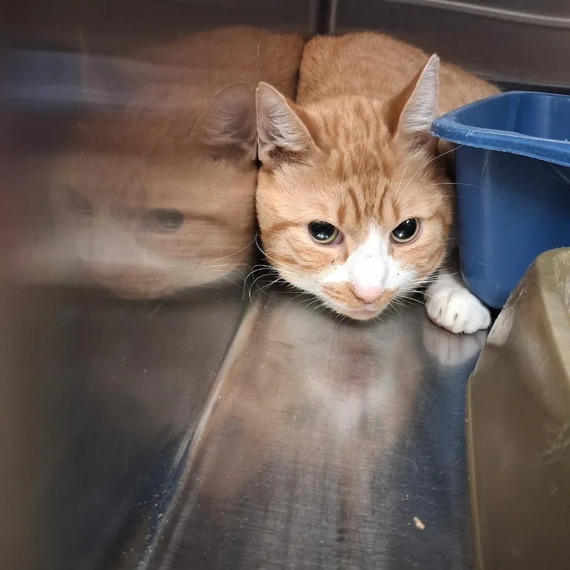 A young medium-sized male Domestic Short Hair cat named Pushpop for adoption in Gautier, MS