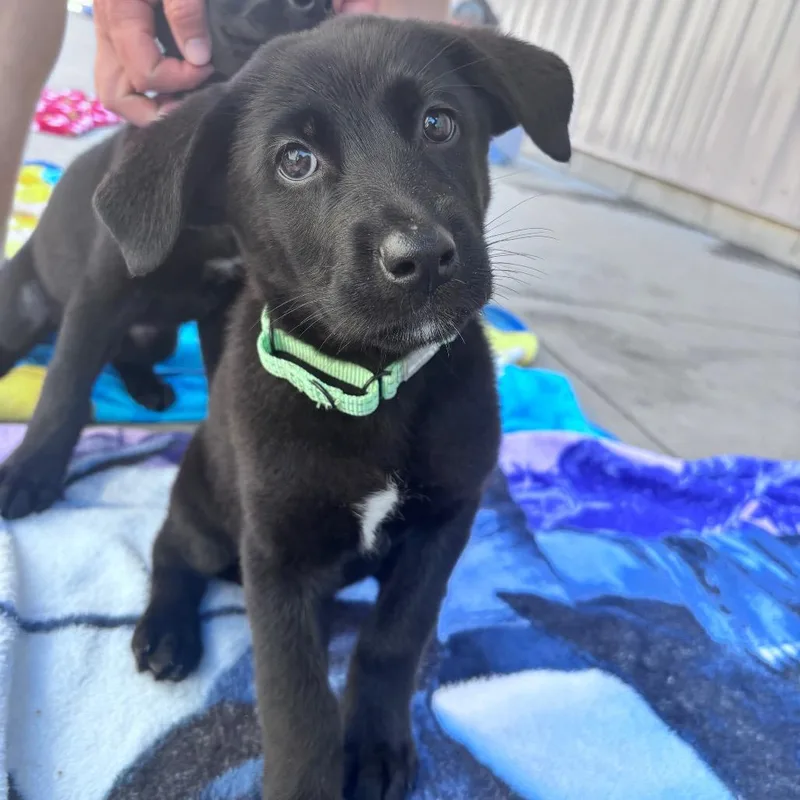 A baby small-sized female Black Mixed Breed dog named Mint green collar female for adoption in Bismarck, ND