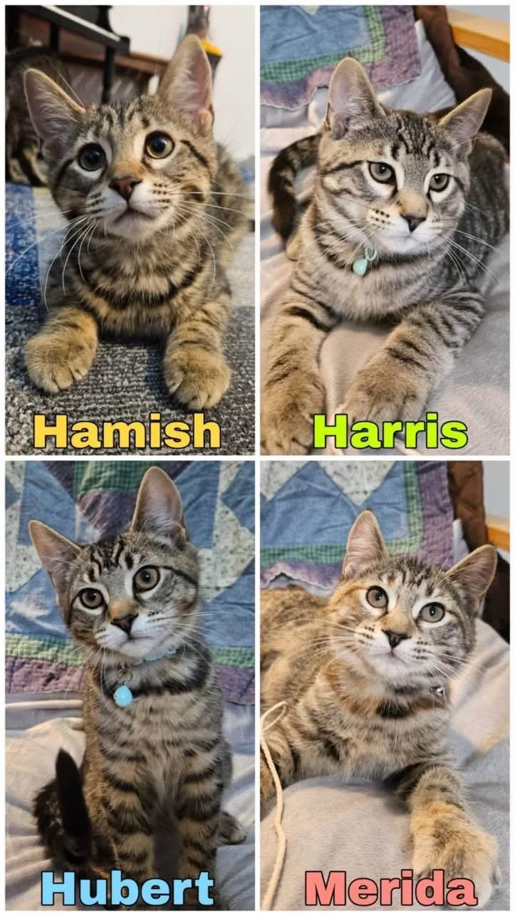 A baby medium-sized male Tabby (Tiger Striped) Domestic Short Hair cat named Merida  Hamish  for adoption in Schnecksville, PA