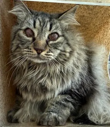 An adult large-sized female Domestic Long Hair cat named Millie for adoption in Lancaster, CA