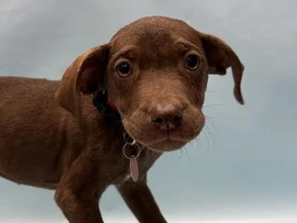 A baby large-sized female Labrador Retriever dog named Mabel for adoption in Woodbury, MN