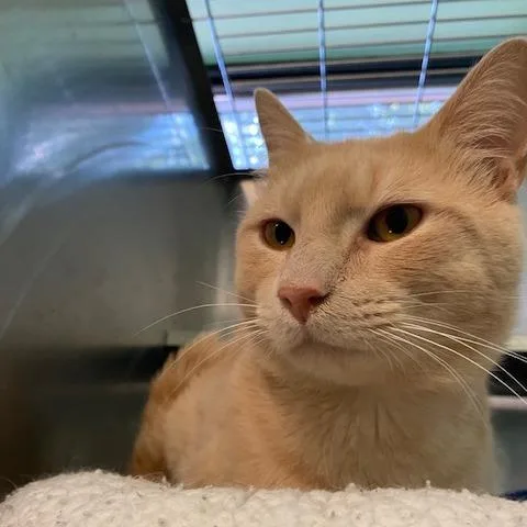 An adult small-sized male Buff / Tan / Fawn Domestic Short Hair cat named Chester for adoption in Dayton, OH