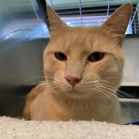 Chester thumbnail 2