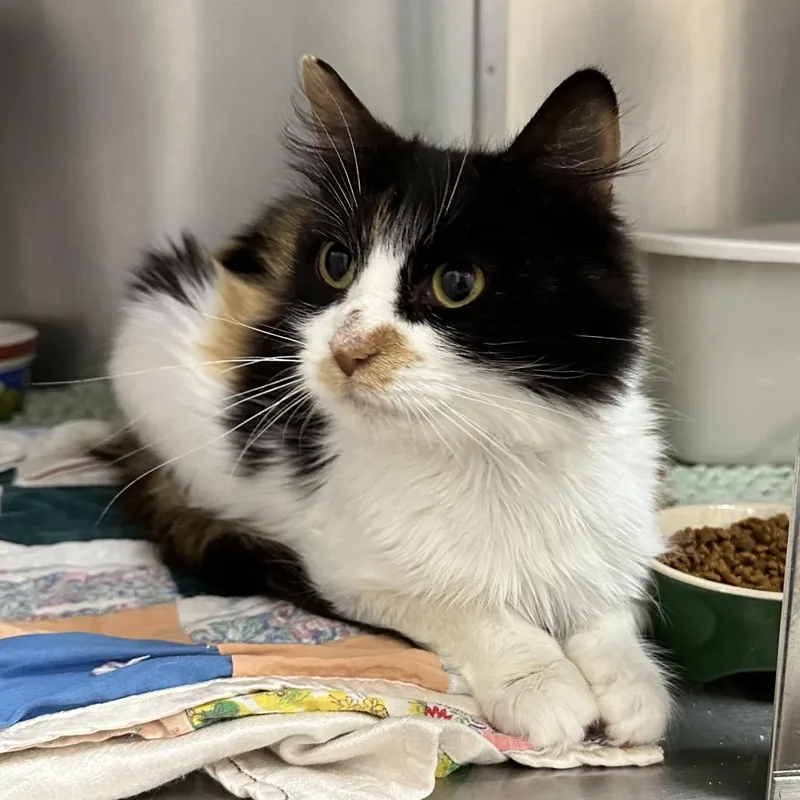 An adult medium-sized female Calico Domestic Medium Hair cat named Carlotta Lr for adoption in Union, MO