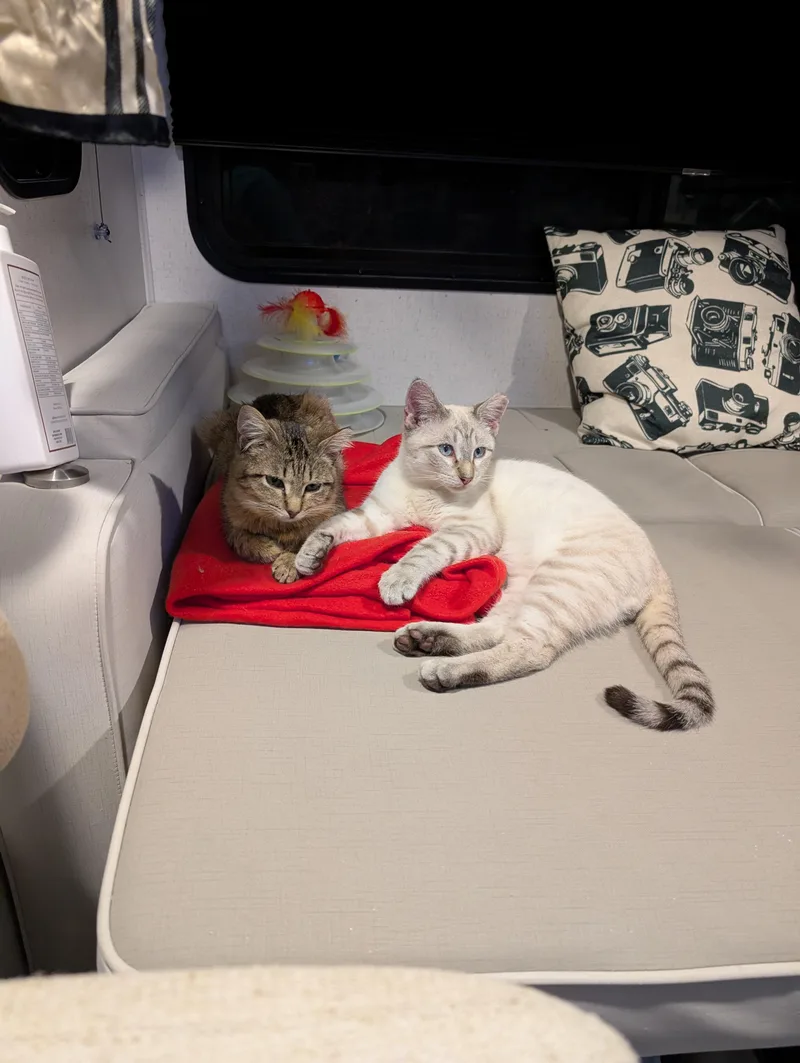 Snowball thumbnail 3