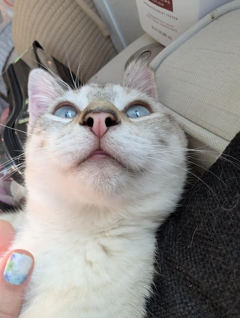 Snowball thumbnail 4