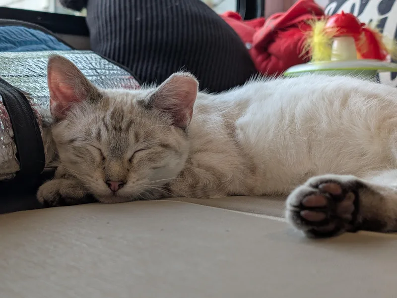 Snowball thumbnail 5