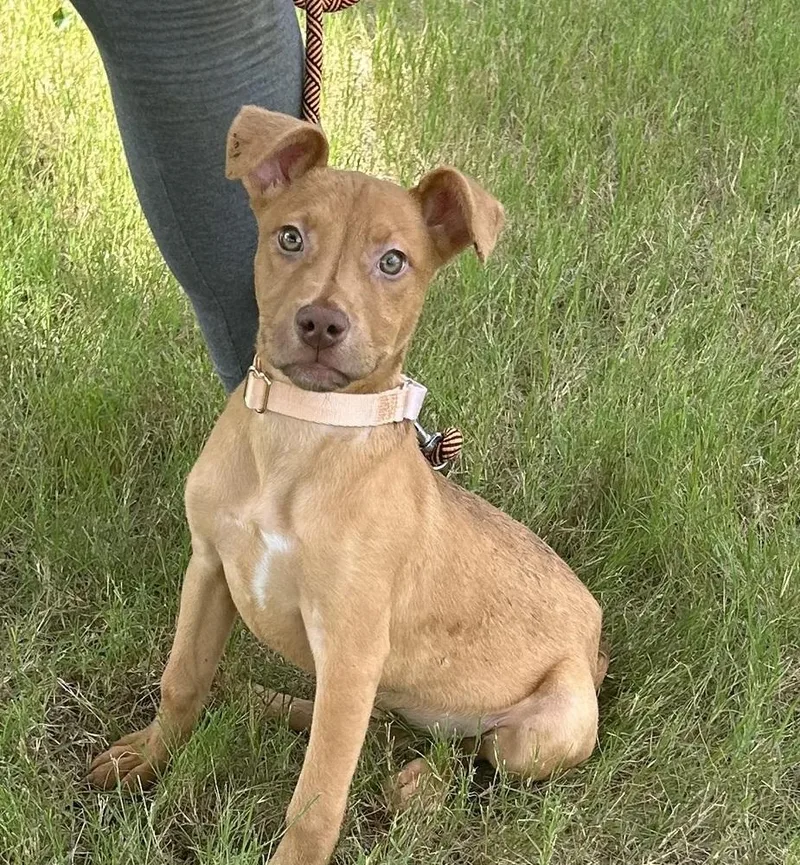 A baby medium-sized female Tricolor (Brown, Black, & White) Pit Bull Terrier dog named Sweet Pea  Batesville for adoption in Horn Lake, MS