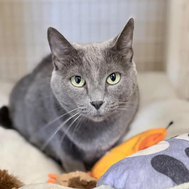 A senior large-sized female Gray / Blue / Silver Domestic Short Hair cat named Elle for adoption in Medford, OR