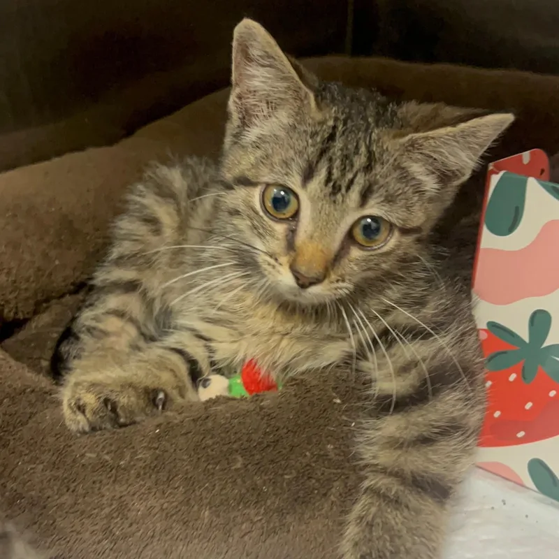 A baby medium-sized male Tabby (Brown / Chocolate) Domestic Short Hair cat named Charlie for adoption in Cumberland , VA