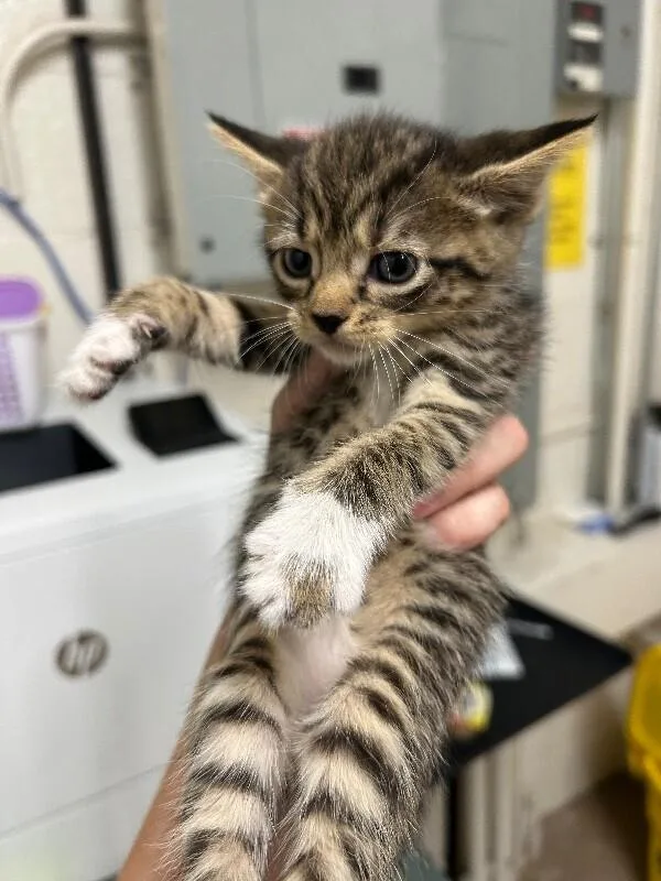A baby small-sized female Tabby (Brown / Chocolate) Domestic Short Hair cat named Wow for adoption in Fruit Heights, UT