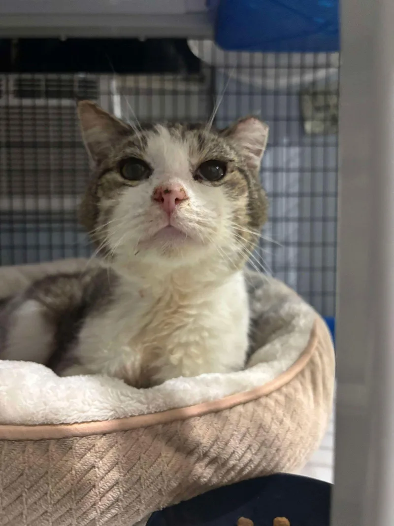 Swamp Monster thumbnail 2