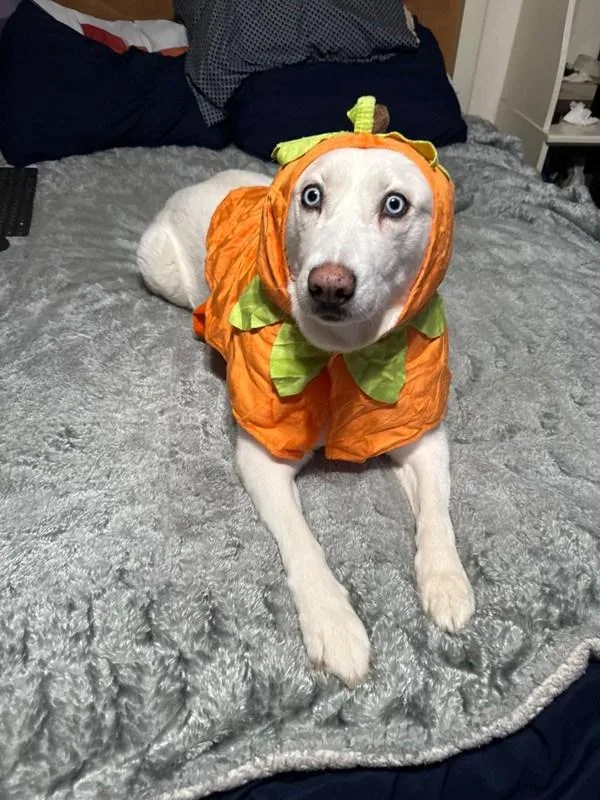 A senior large-sized female Siberian Husky dog named Nymerya for adoption in El Cajon, CA