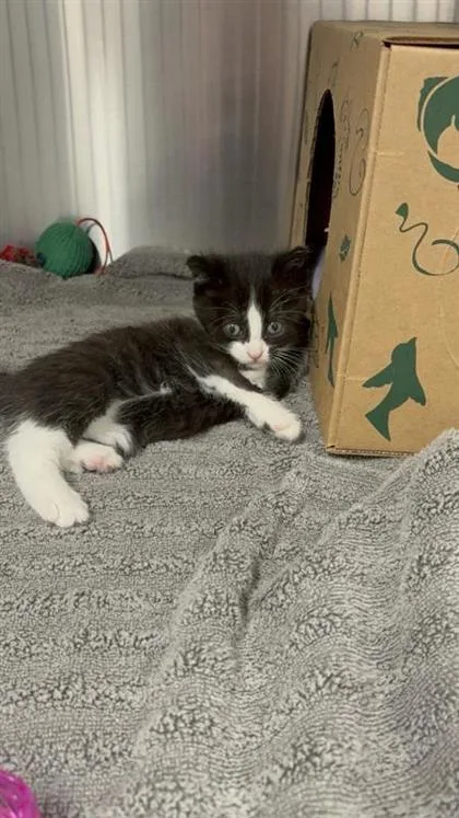 A baby small-sized male Domestic Short Hair cat named Pop tart for adoption in West Chester, PA