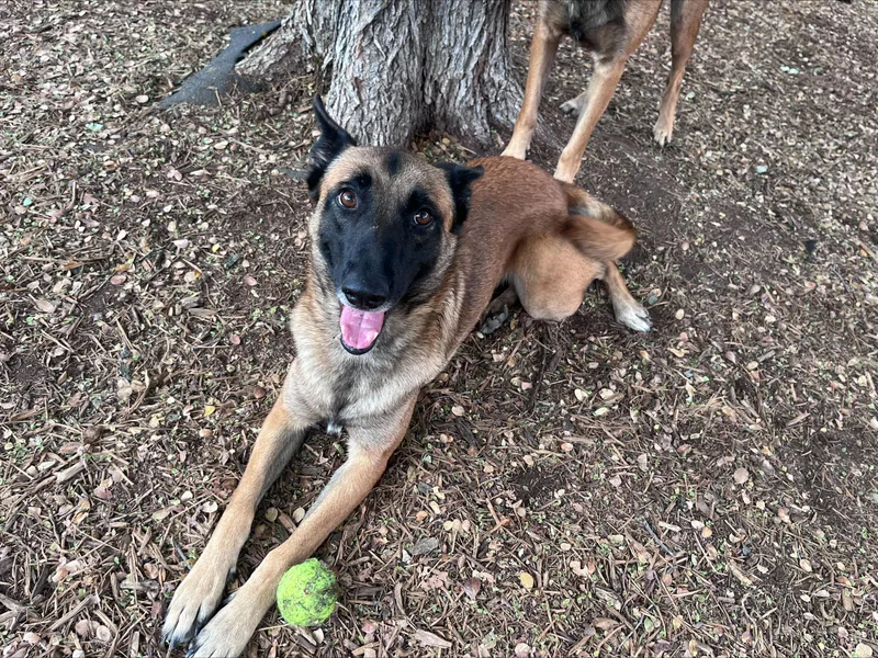 An adult medium-sized female Belgian Shepherd / Malinois dog named Luna A for adoption in Plano, TX