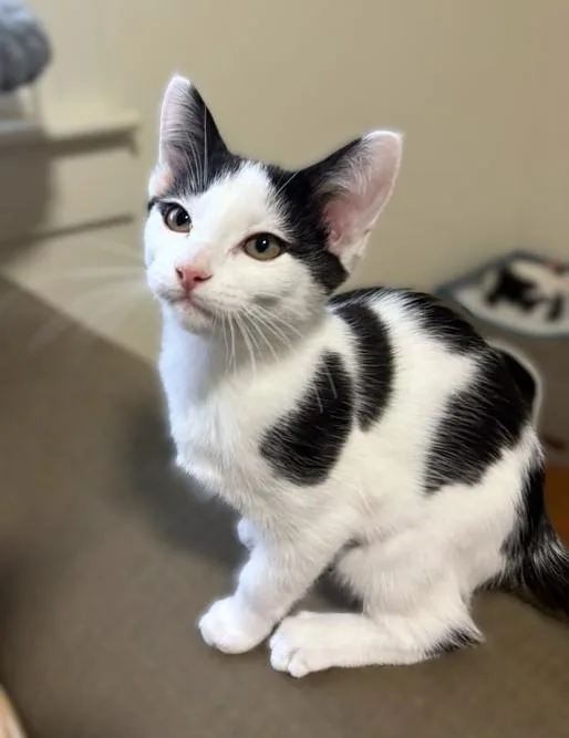 A baby medium-sized female White Domestic Short Hair cat named Oreo for adoption in New Albany, OH