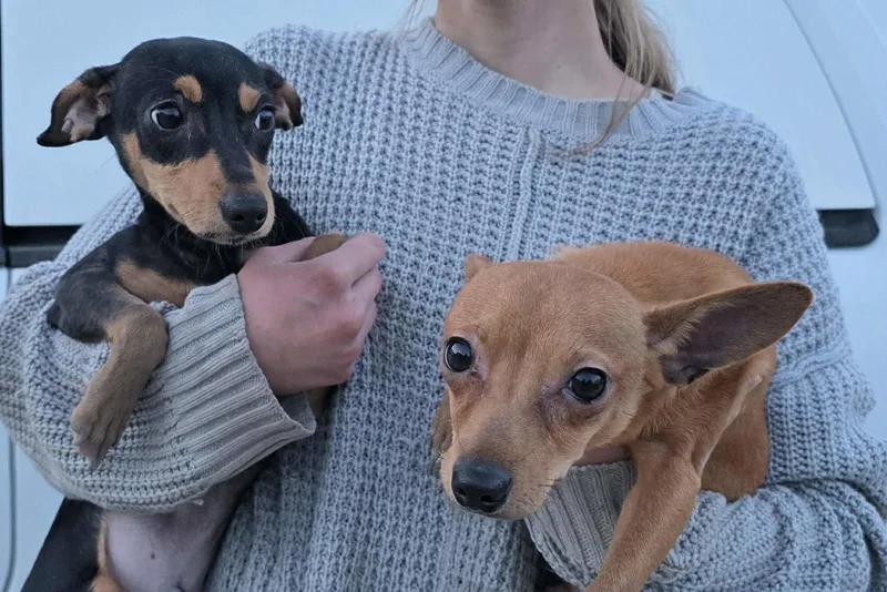 A young small-sized male Chihuahua dog named Pacino for adoption in Mukwonago, WI