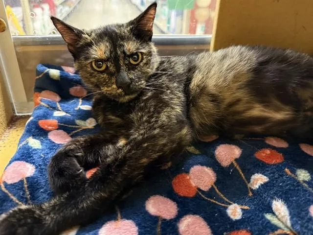 A young medium-sized female Domestic Short Hair cat named Dior for adoption in Saint Louis, MO