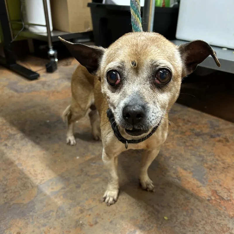 A senior small-sized male Yellow / Tan / Blond / Fawn Chihuahua dog named Old Man Jenkins for adoption in Morganton, NC