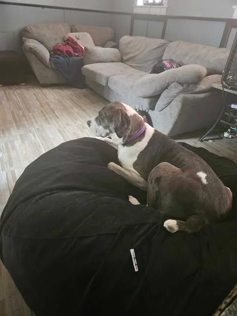 Moonwatcher thumbnail 6