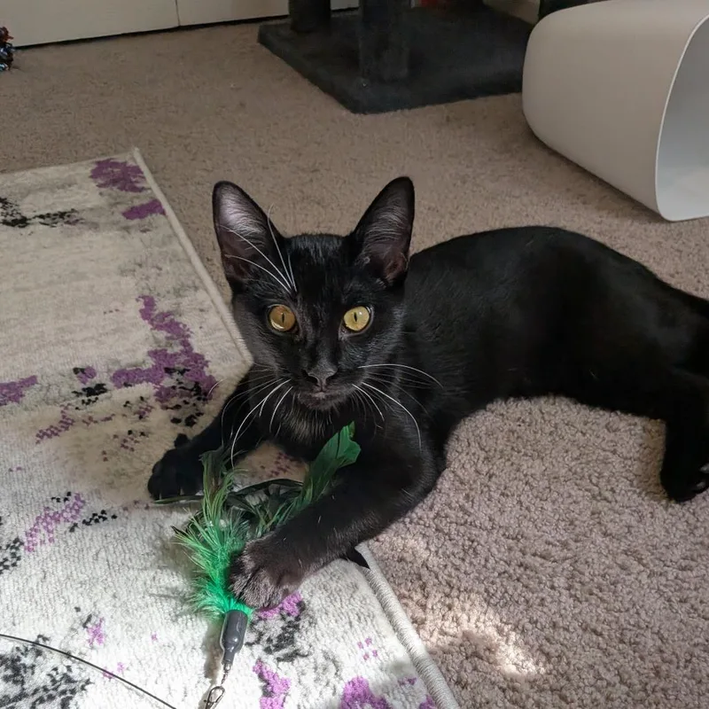 A young medium-sized male Domestic Short Hair cat named Kevin Jonas for adoption in Durham, NC