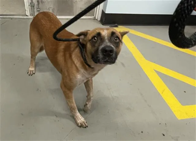 A young medium-sized male Mixed Breed dog named Gene for adoption in Palmetto, FL