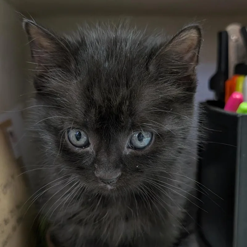 Chairman Meow thumbnail 2