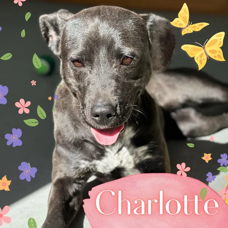 Charlotte