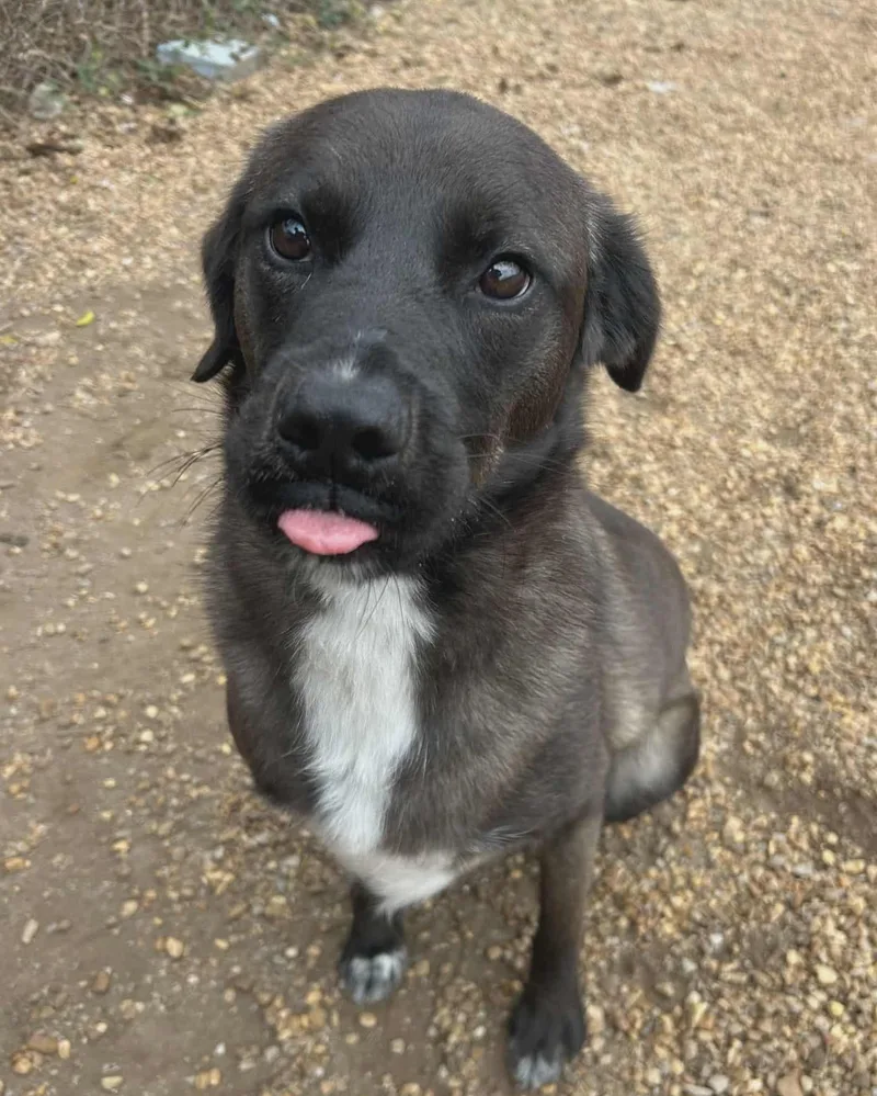 Leonardo thumbnail 2