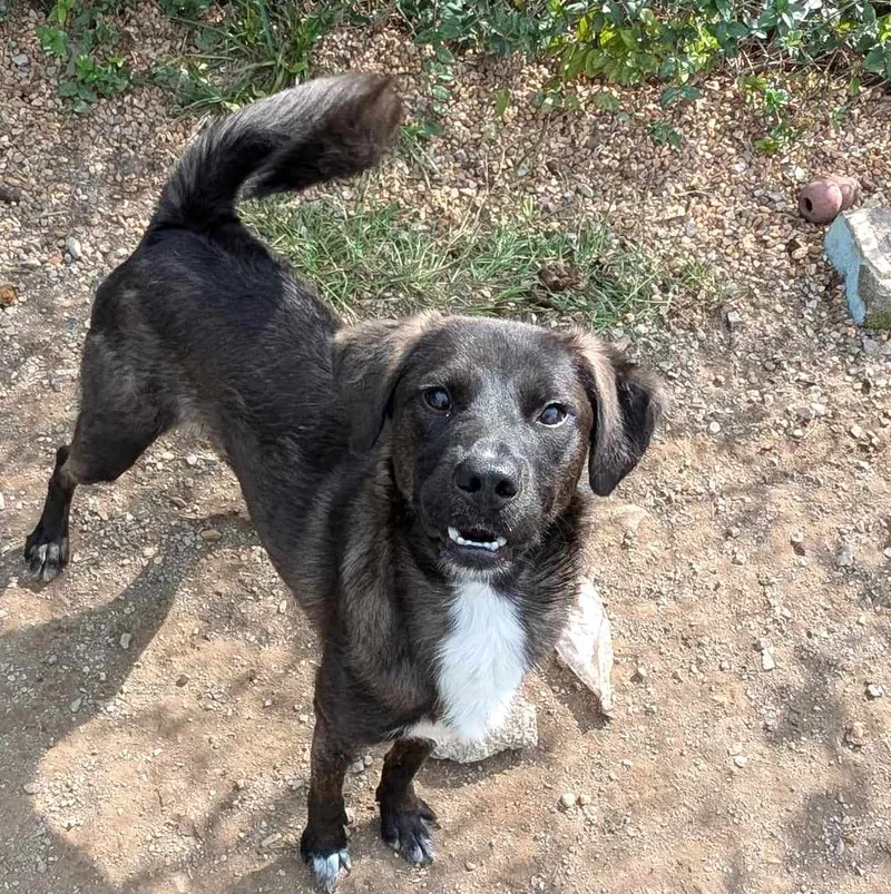 Leonardo thumbnail 5