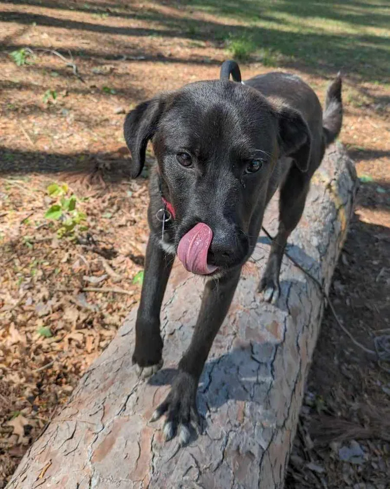 Leonardo thumbnail 6