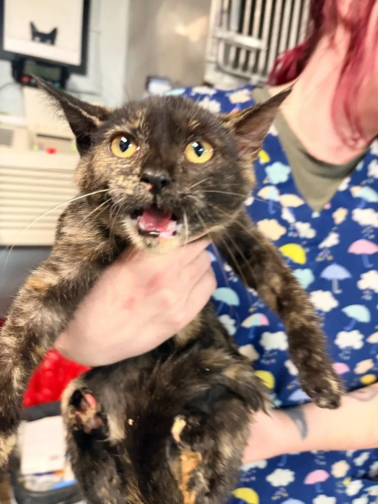 A baby medium-sized female Domestic Short Hair cat named Cinnamon for adoption in Huntington, IN
