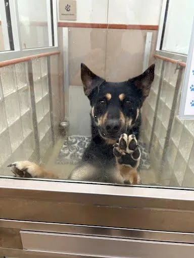 An adult large-sized male Shepherd dog named Sonny for adoption in Washington, DC