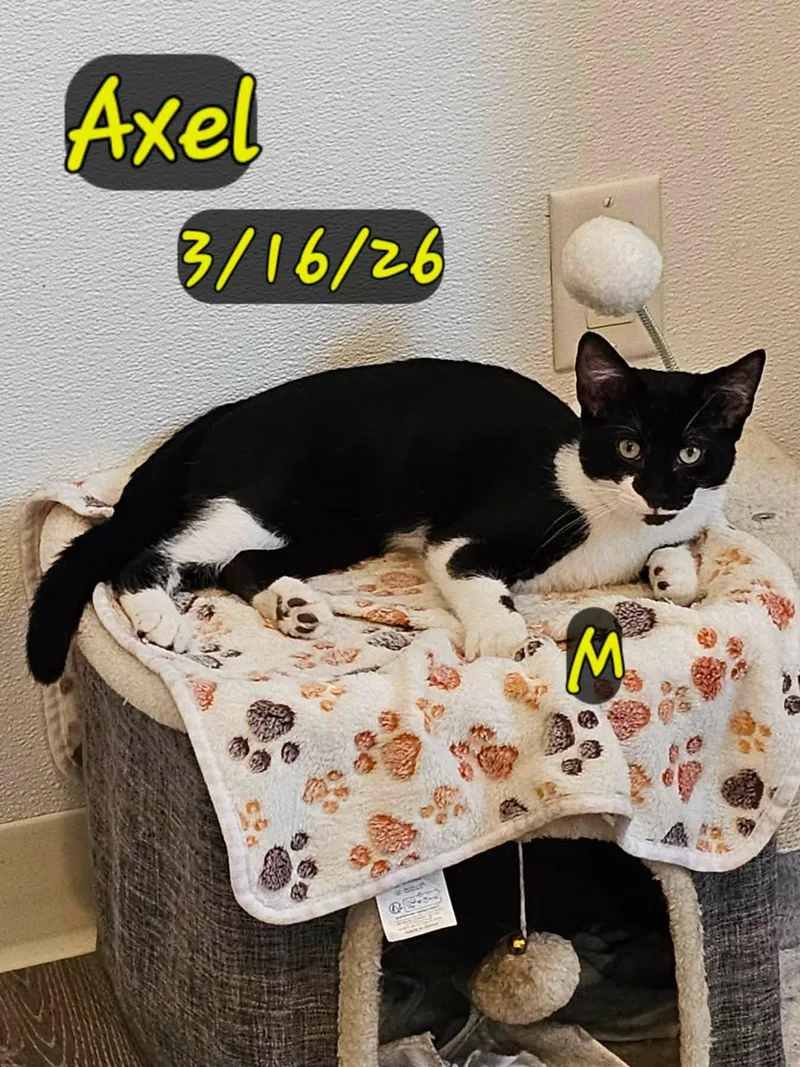 A young medium-sized male Domestic Short Hair cat named Axel for adoption in Gouverneur, NY
