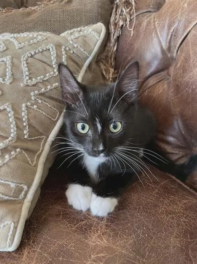 A baby medium-sized female Black & White / Tuxedo Domestic Short Hair cat named Golda for adoption in Liverpool, TX