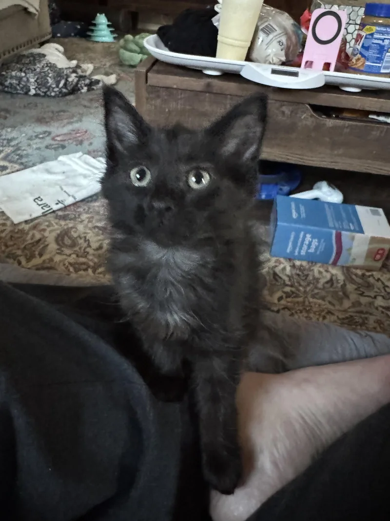 A young small-sized female Black Domestic Long Hair cat named Millicent Dub for adoption in Rosenberg, TX