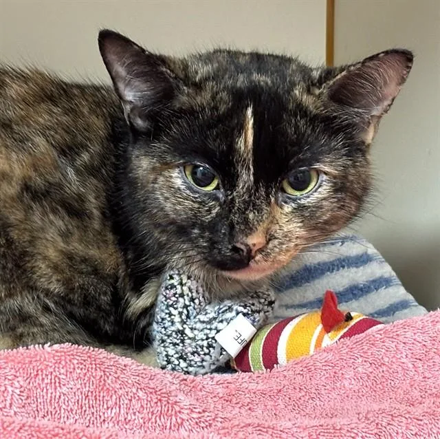 A young medium-sized female Domestic Short Hair cat named Hilda for adoption in Dedham, MA