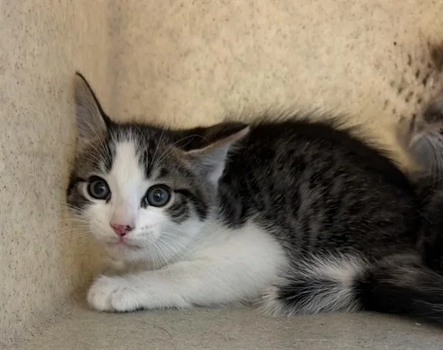 A baby small-sized male Domestic Medium Hair cat named Hisster for adoption in Lancaster, CA