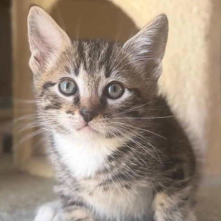 A baby small-sized male Black Domestic Short Hair cat named Gary for adoption in Long Beach, CA